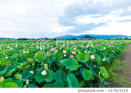 The lotus fields at the site of Fujiwara-kyo, slightly past their peak, and Mount Unebi, one of the three mountains of Yamato, towering in the background to the right. The lotus fields at the site of Fujiwara-kyo, slightly past their peak, and Mount Unebi, one of the three mountains of Yamato, towering in the background to the right. 117023218