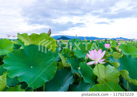 The lotus fields at the site of Fujiwara-kyo, slightly past their peak, with Mount Unebi, one of the three mountains of Yamato, towering in the background. The lotus fields at the site of Fujiwara-kyo, slightly past their peak, with Mount Unebi, one of the three mountains of Yamato, towering in the background. 117023220