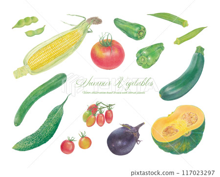 夏季蔬菜矢量插圖集 夏季蔬菜矢量插圖集 117023297