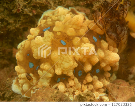 Wild Oystercatcher 117023325