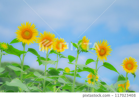 Blessings of the sun: Beautiful summer image of sunflowers and blue skies 117023408