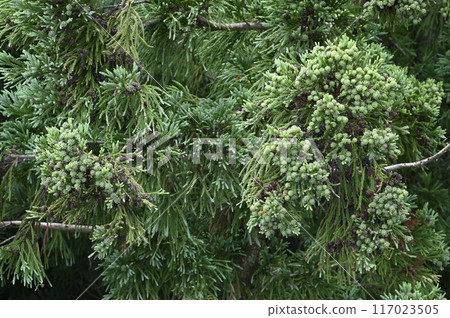 Young cedar cones 117023505