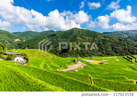 新鮮的綠色稻中稻田[長崎市] 117023538