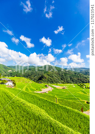 新鮮的綠色稻中稻田[長崎市] 117023541