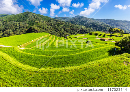 Fresh green onaka rice terraces [Nagasaki City] 117023544