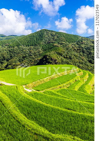 Fresh green onaka rice terraces [Nagasaki City] 117023549
