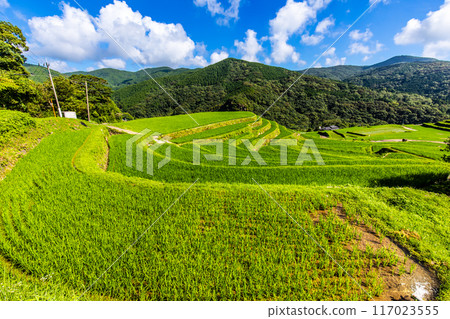 新鮮的綠色稻中稻田[長崎市] 117023555