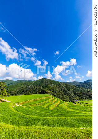 新鮮的綠色稻中稻田[長崎市] 117023556