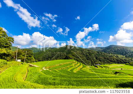 Fresh green onaka rice terraces [Nagasaki City] 117023558