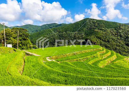 新鮮的綠色稻中稻田[長崎市] 117023560
