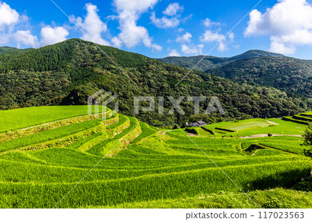 新鮮的綠色稻中稻田[長崎市] 117023563