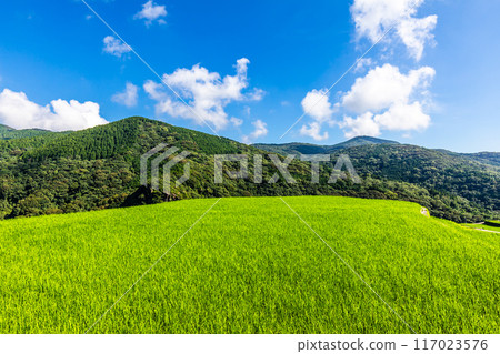 Fresh green onaka rice terraces [Nagasaki City] 117023576