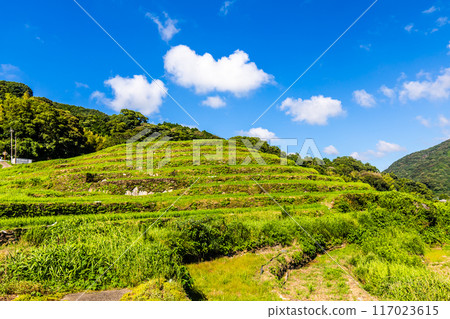 Fresh green onaka rice terraces [Nagasaki City] 117023615