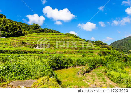 新鮮的綠色稻中稻田[長崎市] 117023620