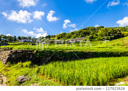 新鮮的綠色稻中稻田[長崎市] 117023626