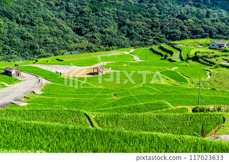 Fresh green onaka rice terraces [Nagasaki City] 117023633