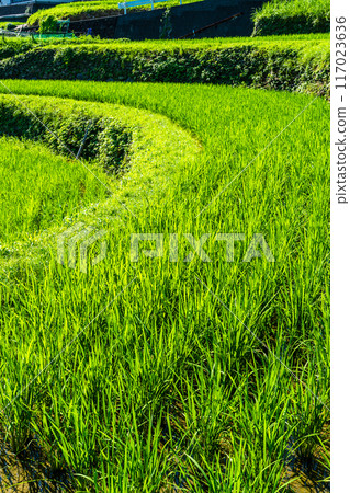 Fresh green onaka rice terraces [Nagasaki City] 117023636