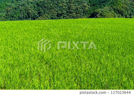 新鮮的綠色稻中稻田[長崎市] 117023644