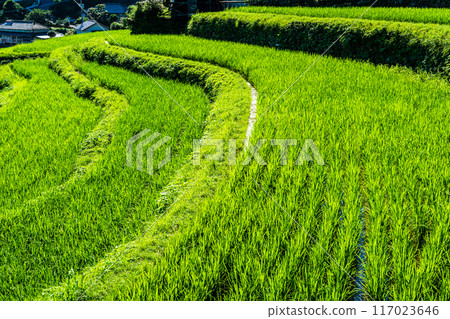 Fresh green onaka rice terraces [Nagasaki City] 117023646