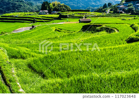 Fresh green onaka rice terraces [Nagasaki City] 117023648