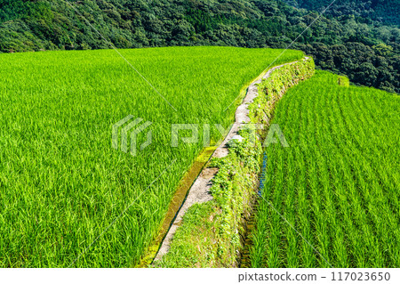 Fresh green onaka rice terraces [Nagasaki City] 117023650