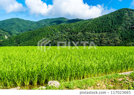 Fresh green onaka rice terraces [Nagasaki City] 117023665