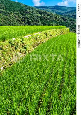 Fresh green onaka rice terraces [Nagasaki City] 117023666