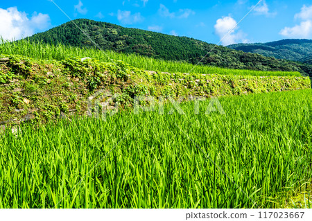 新鮮的綠色稻中稻田[長崎市] 117023667