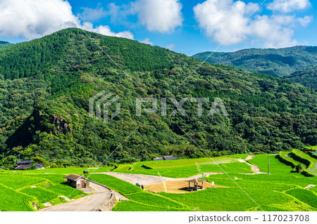 新鮮的綠色稻中稻田[長崎市] 117023708