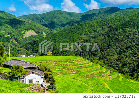 新鮮的綠色稻中稻田[長崎市] 117023712