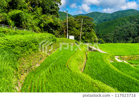 新鮮的綠色稻中稻田[長崎市] 117023718