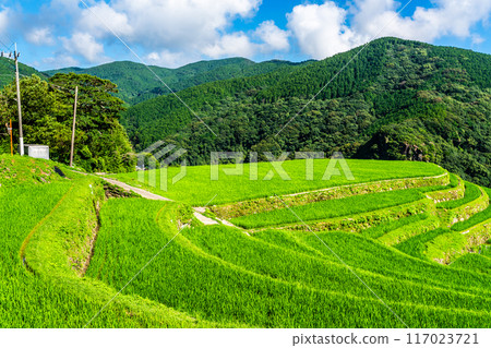 Fresh green onaka rice terraces [Nagasaki City] 117023721