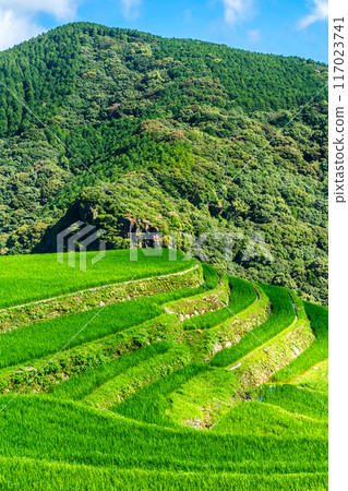 Fresh green onaka rice terraces [Nagasaki City] 117023741