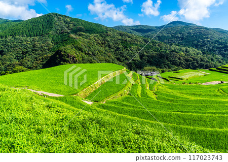 Fresh green onaka rice terraces [Nagasaki City] 117023743