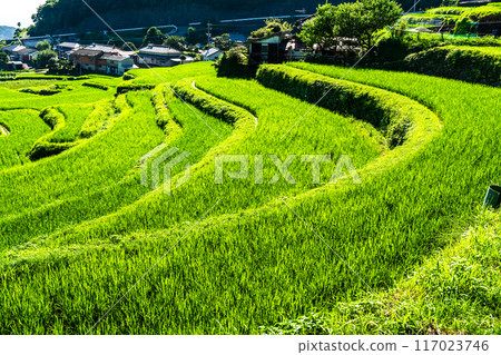Fresh green onaka rice terraces [Nagasaki City] 117023746
