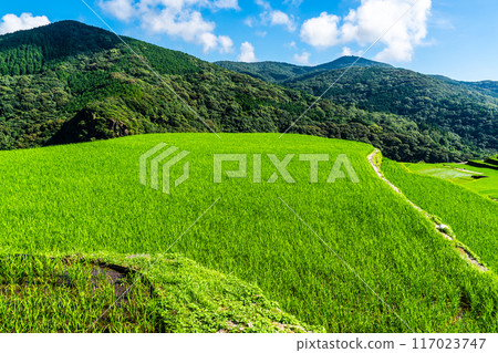 Fresh green onaka rice terraces [Nagasaki City] 117023747