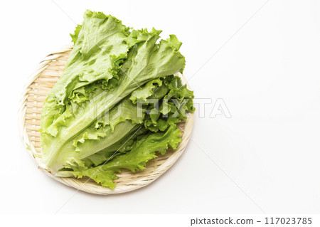 Green leaf lettuce on white background 117023785