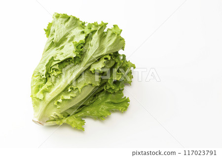 白色背景上的綠葉生菜 白色背景上的綠葉生菜 117023791