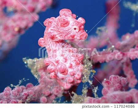 Small sea creatures Small sea creatures 117024086