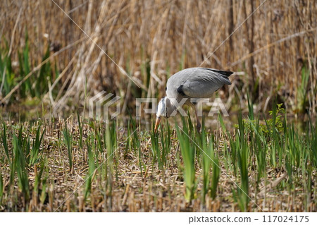 Heron Stroll Heron Stroll 117024175