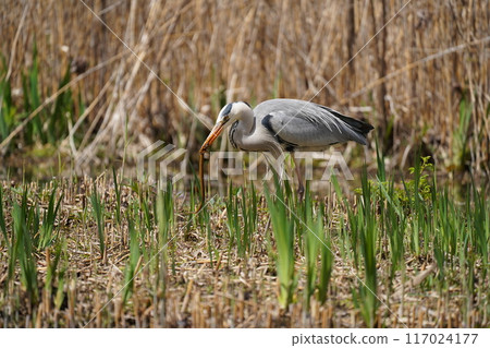 Heron Stroll 117024177