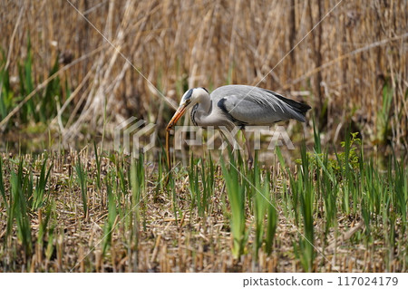 Heron Stroll Heron Stroll 117024179