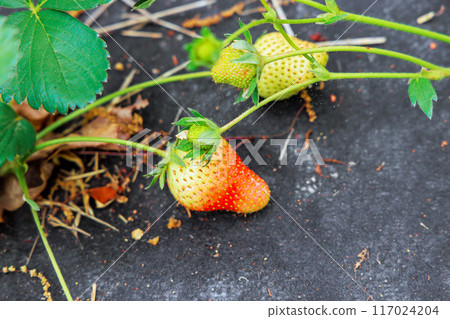 Grop of natural strawberries is ripening in an agricultural field garden Grop of natural strawberries is ripening in an agricultural field garden 117024204