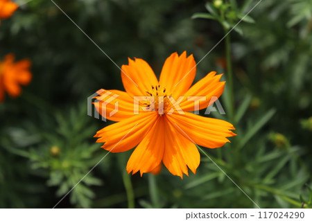 一朵明亮的波斯菊在草叢中綻放 一朵明亮的波斯菊在草叢中綻放 117024290