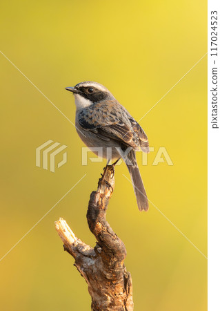 Male Grey Bushchat perching on a perch Male Grey Bushchat perching on a perch 117024523