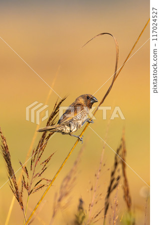 Scaly-breasted Munia perching on the grass stem Scaly-breasted Munia perching on the grass stem 117024527