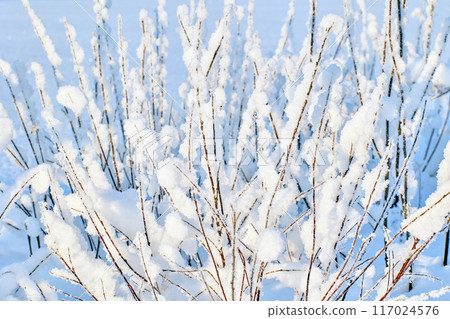 Wet snow stuck to branches of bushes in forest thickets. 117024576