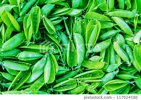 Empty pea pods, no peas inside seedpod, plant texture for background or backdrop. Empty pea pods, no peas inside seedpod, plant texture for background or backdrop. 117024580