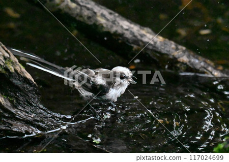 Bathing in Enaga Bathing in Enaga 117024699
