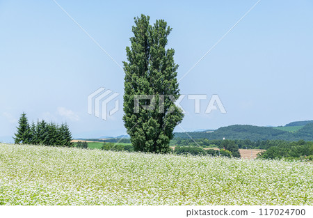 Biei Town, Hokkaido, Hokkaido in summer, popular tourist spot, Ken and Mary's Tree Biei Town, Hokkaido, Hokkaido in summer, popular tourist spot, Ken and Mary's Tree 117024700